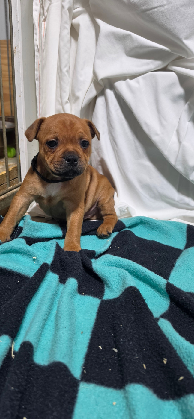 Du Domaine des Rois Canins - Chiots disponibles - Staffordshire Bull Terrier