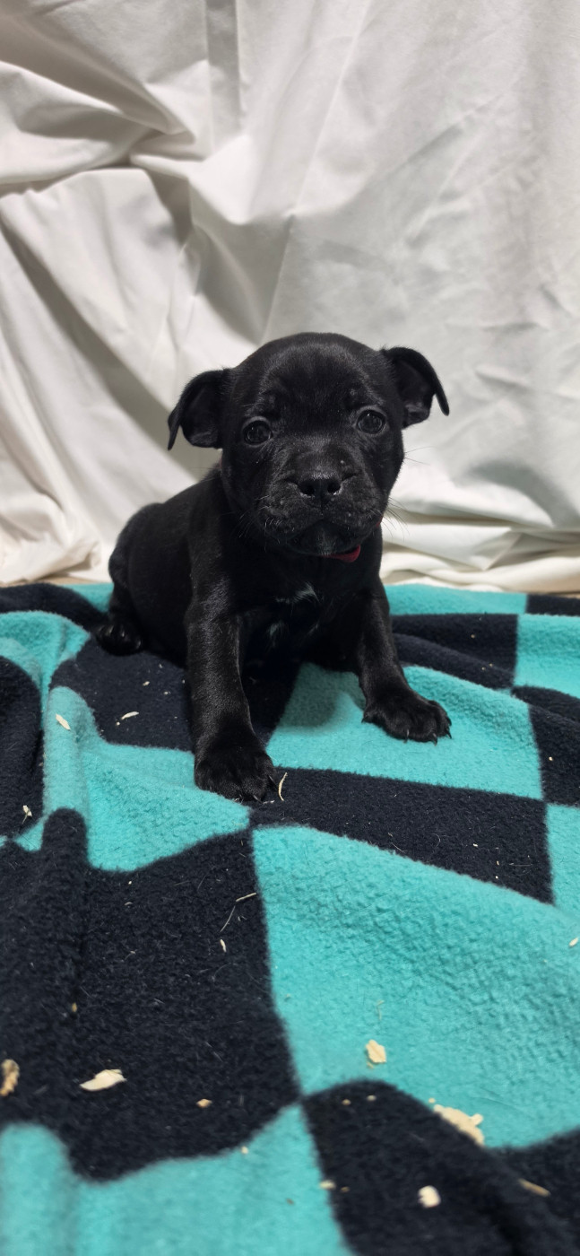 Du Domaine des Rois Canins - Chiots disponibles - Staffordshire Bull Terrier