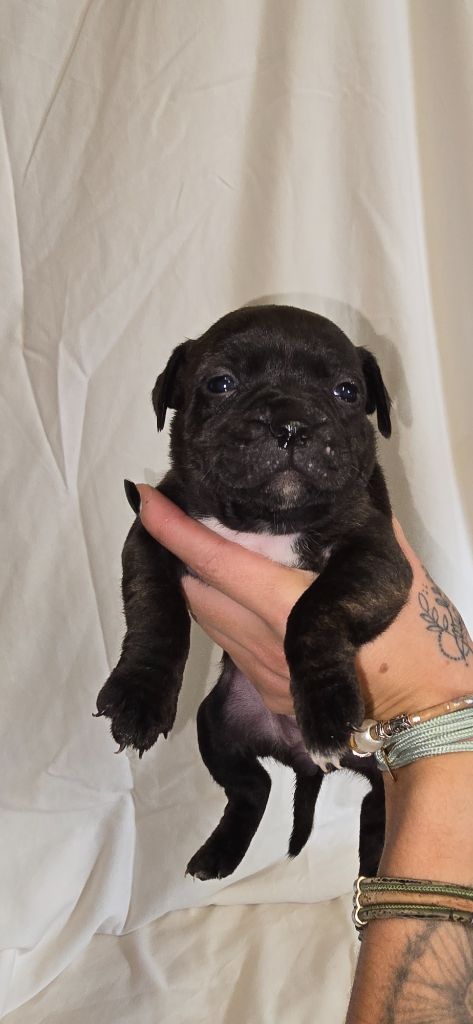 Du Domaine des Rois Canins - Chiots disponibles - Staffordshire Bull Terrier