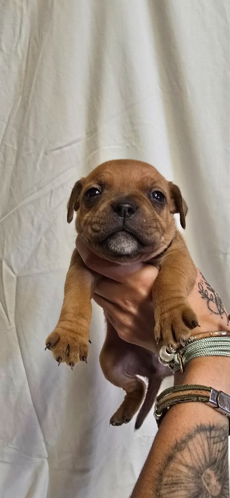 Du Domaine des Rois Canins - Chiots disponibles - Staffordshire Bull Terrier