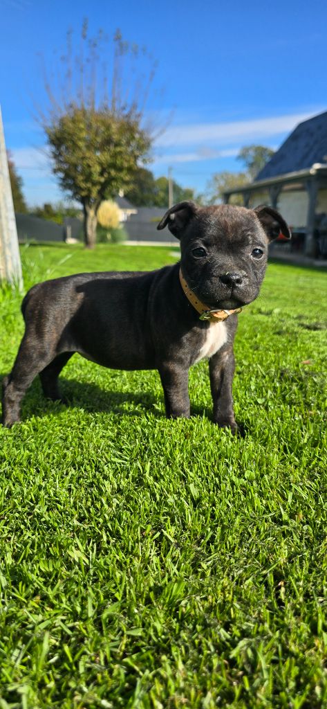 Du Domaine des Rois Canins - Chiots disponibles - Staffordshire Bull Terrier