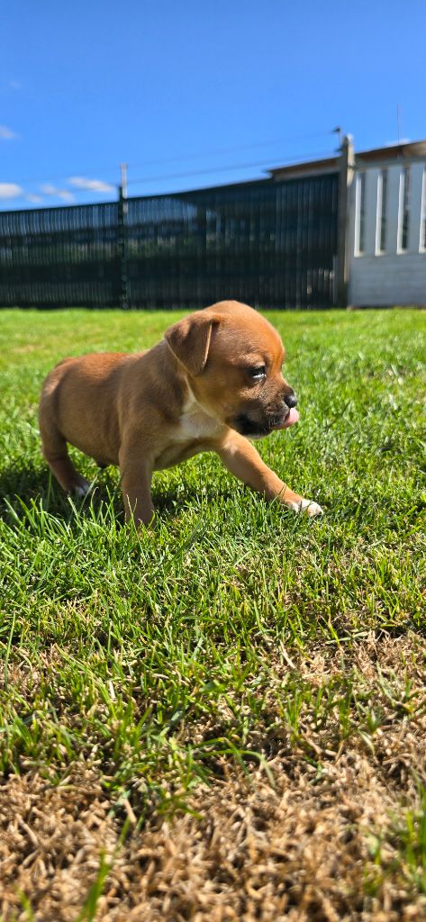 Du Domaine des Rois Canins - Chiots disponibles - Staffordshire Bull Terrier