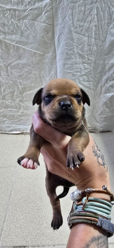 Du Domaine des Rois Canins - Chiots disponibles - Staffordshire Bull Terrier