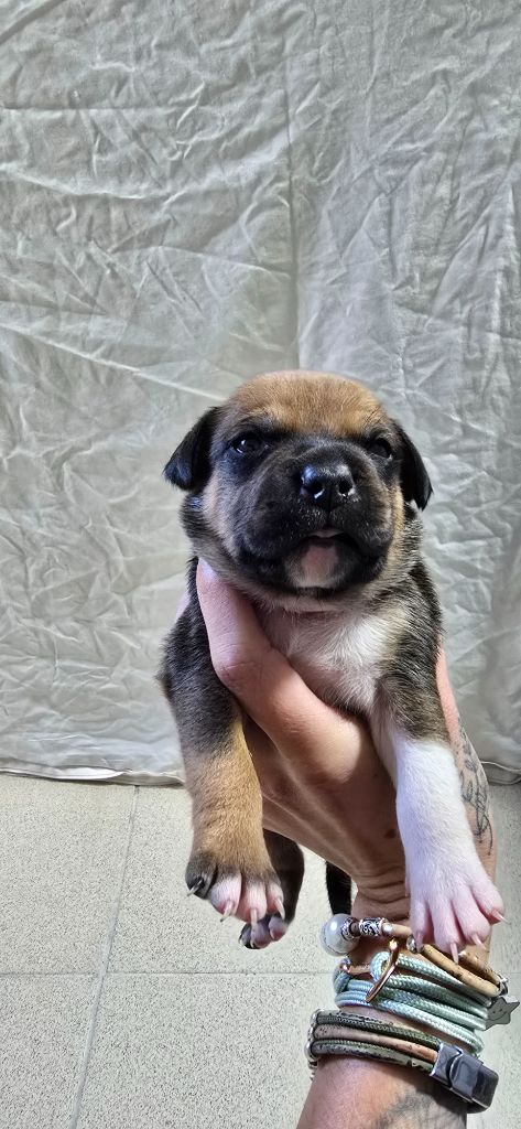 Du Domaine des Rois Canins - Chiots disponibles - Staffordshire Bull Terrier