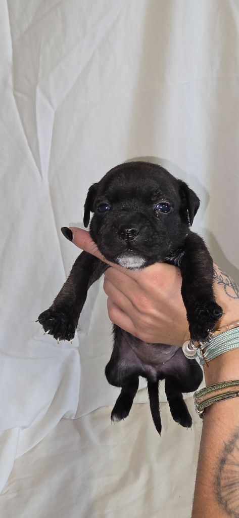 Du Domaine des Rois Canins - Chiots disponibles - Staffordshire Bull Terrier