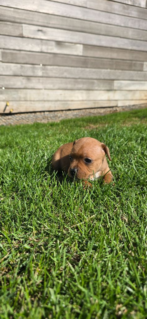 Du Domaine des Rois Canins - Chiots disponibles - Staffordshire Bull Terrier