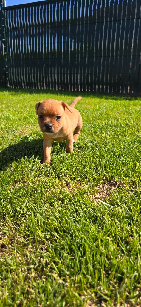 Du Domaine des Rois Canins - Chiots disponibles - Staffordshire Bull Terrier