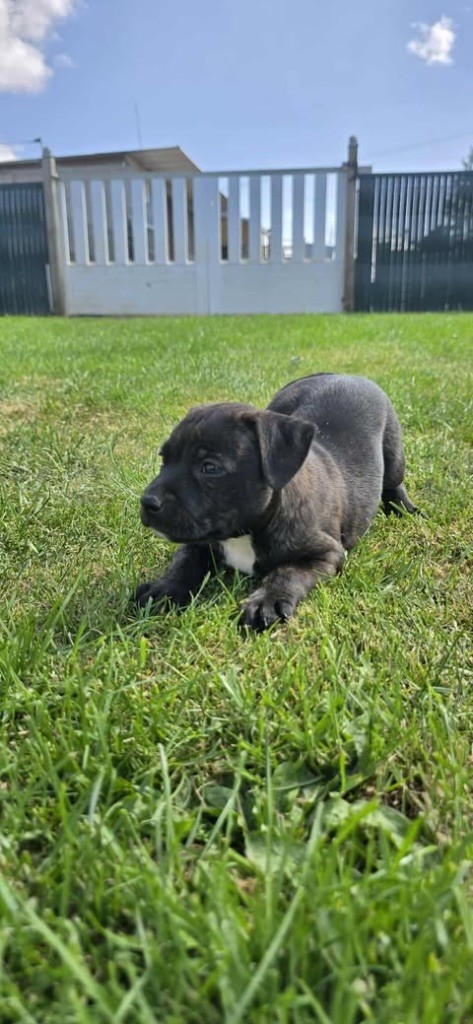 Du Domaine des Rois Canins - Chiots disponibles - Staffordshire Bull Terrier