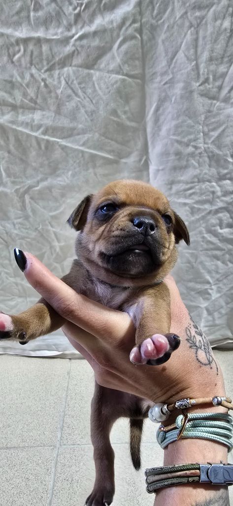 Du Domaine des Rois Canins - Chiots disponibles - Staffordshire Bull Terrier