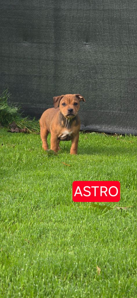 Du Domaine des Rois Canins - Chiots disponibles - Staffordshire Bull Terrier