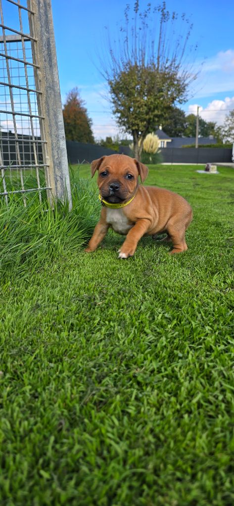 Du Domaine des Rois Canins - Staffordshire Bull Terrier - Portée née le 14/08/2025