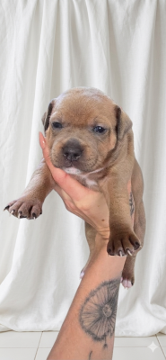 CHIOT 2
