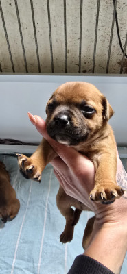 Chiot N°1
