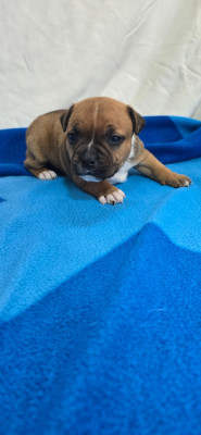 Chiot N°5