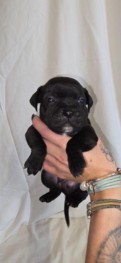 Du Domaine des Rois Canins - Chiots disponibles - Staffordshire Bull Terrier