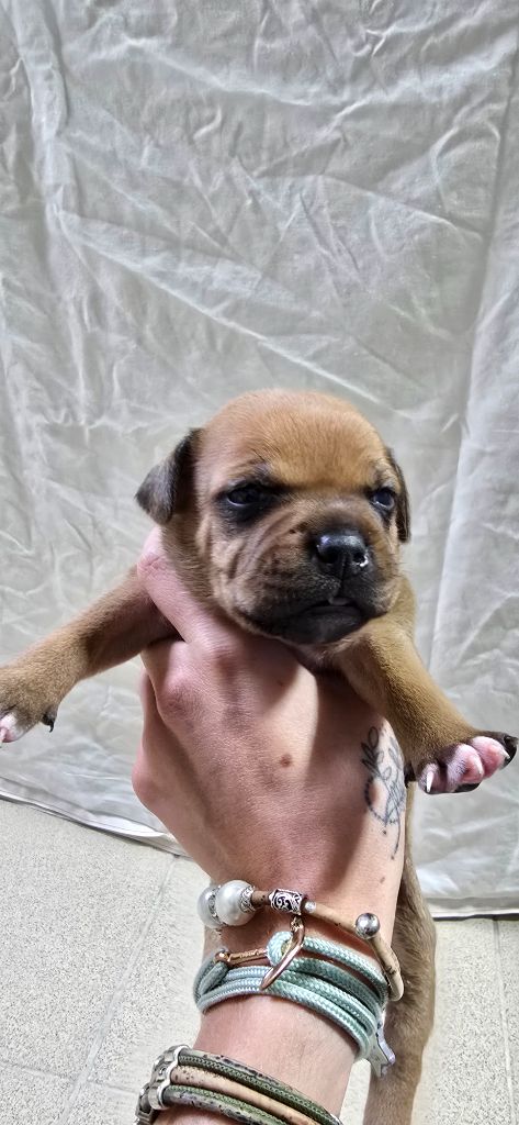 Du Domaine des Rois Canins - Chiots disponibles - Staffordshire Bull Terrier