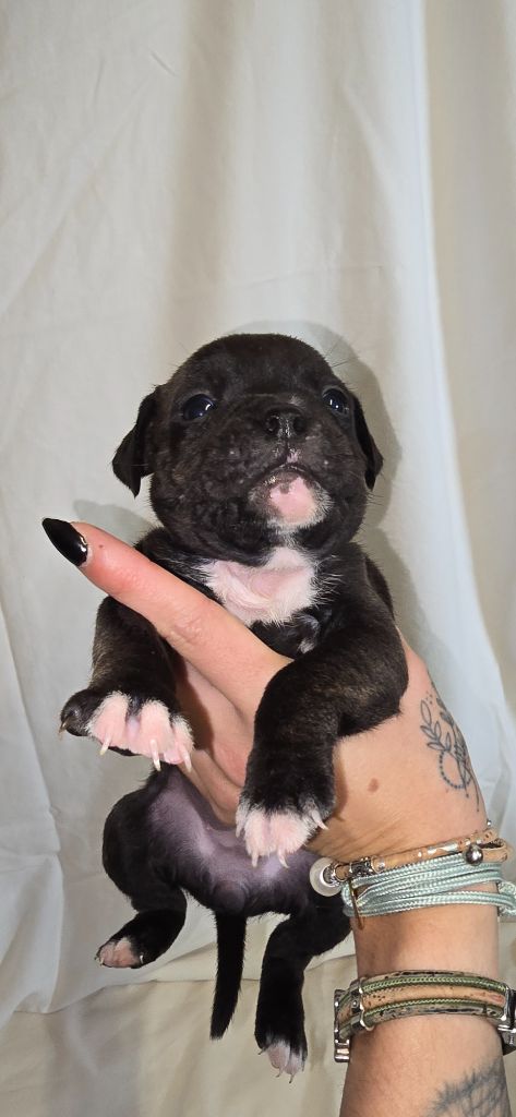 Du Domaine des Rois Canins - Chiots disponibles - Staffordshire Bull Terrier