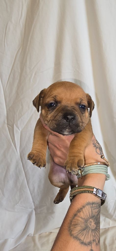 Du Domaine des Rois Canins - Chiots disponibles - Staffordshire Bull Terrier