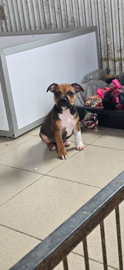 Du Domaine des Rois Canins - Chiots disponibles - Staffordshire Bull Terrier