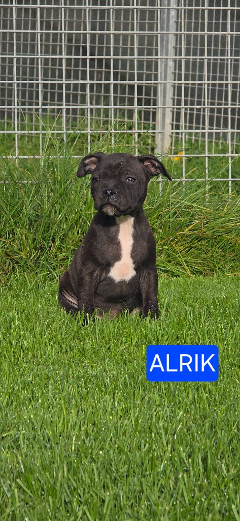 Du Domaine des Rois Canins - Chiots disponibles - Staffordshire Bull Terrier
